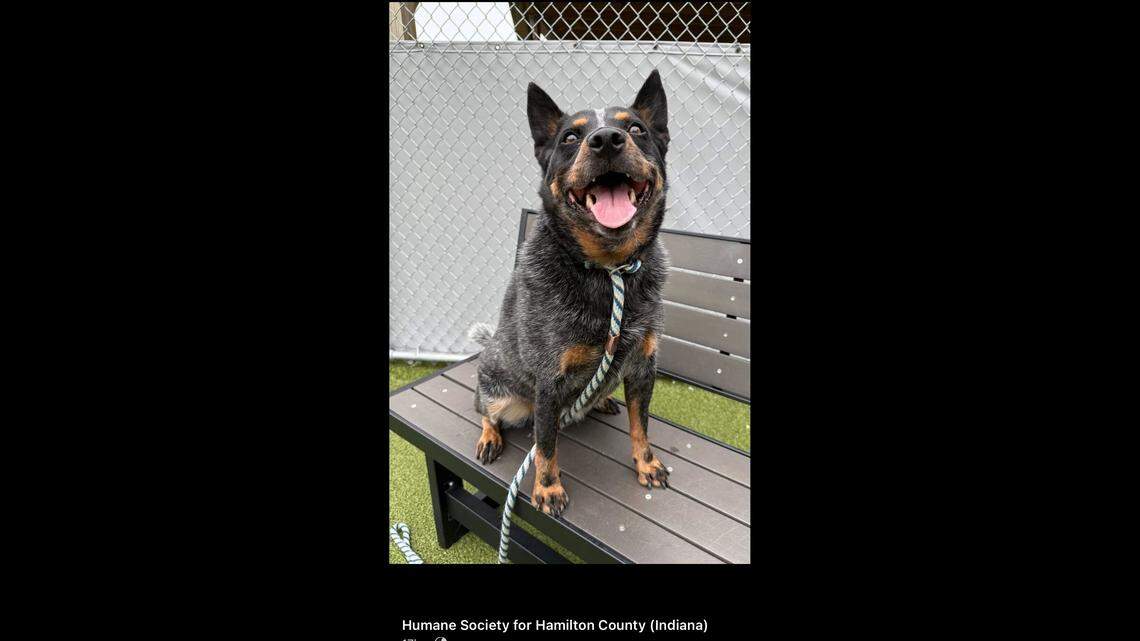 Gus, the handsome heeler.