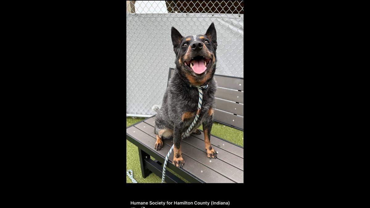Gus, the handsome heeler.