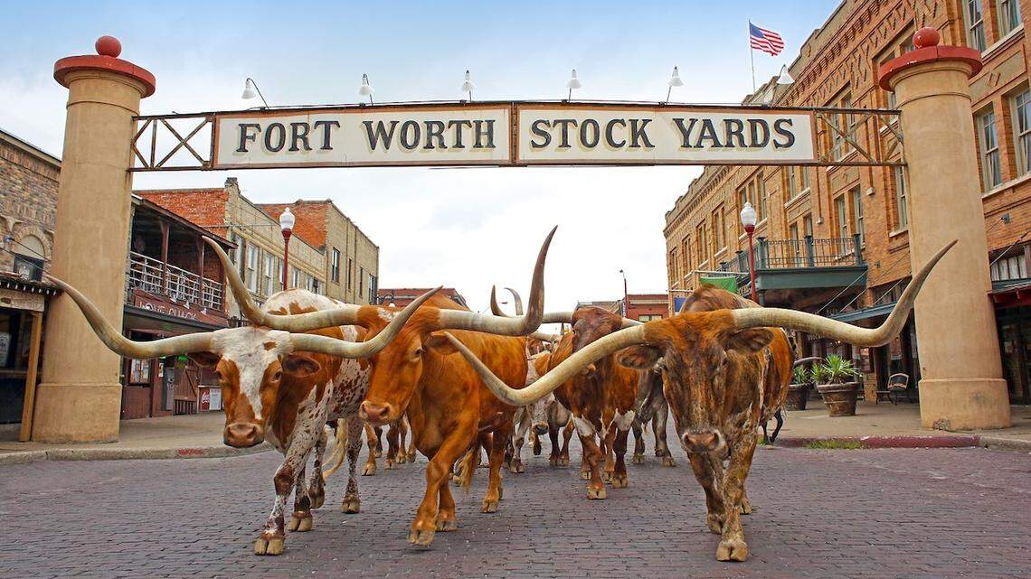 A longhorn herd walks past the Fort Worth Stockyards sign.