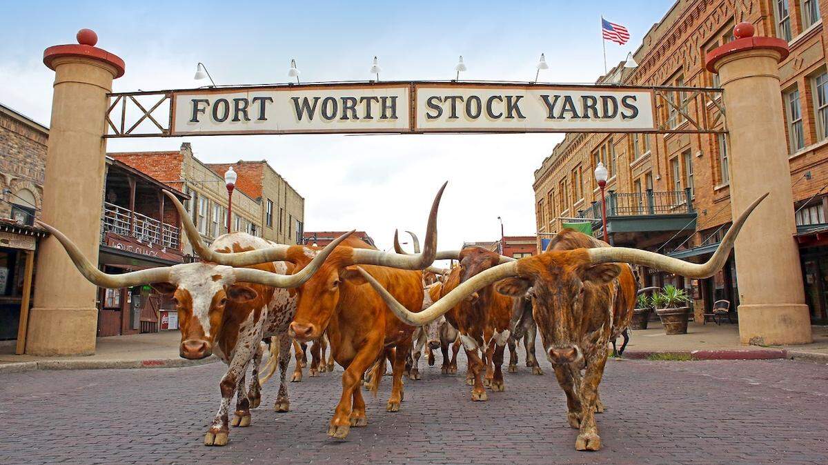 A herd walks past the Fort Worth Stockyards sign.