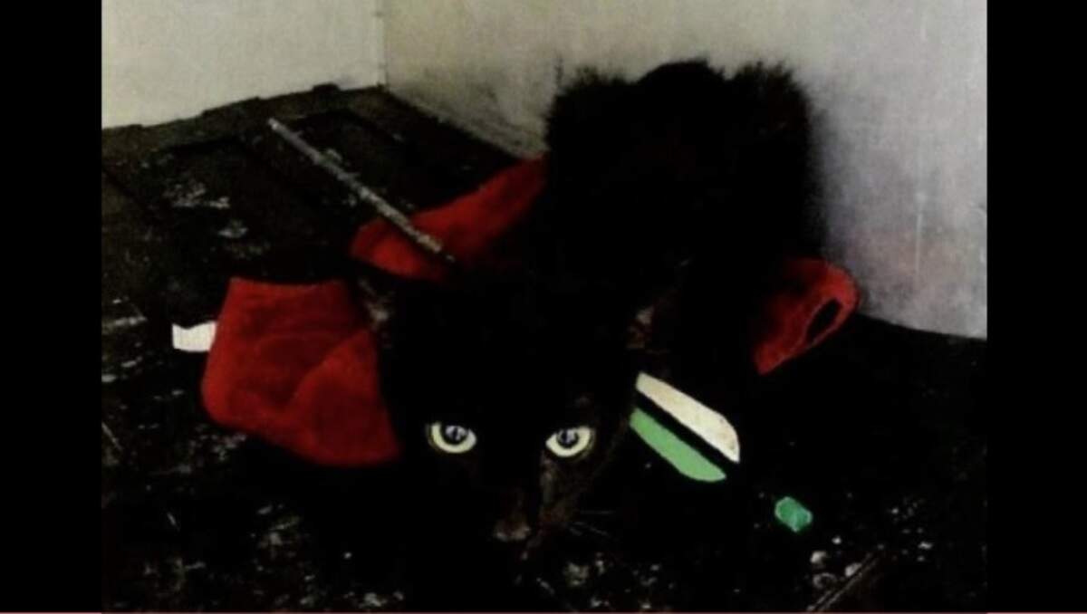 Robin was severely wounded last month in an Arlington neighborhood after being shot with an arrow. The cat survived after an emergency surgery, and a suspect has been arrested.