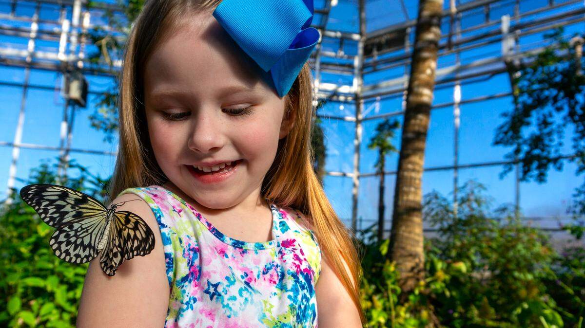 Children and families visit the Botanic Gardens to see the butterfly exhibit.