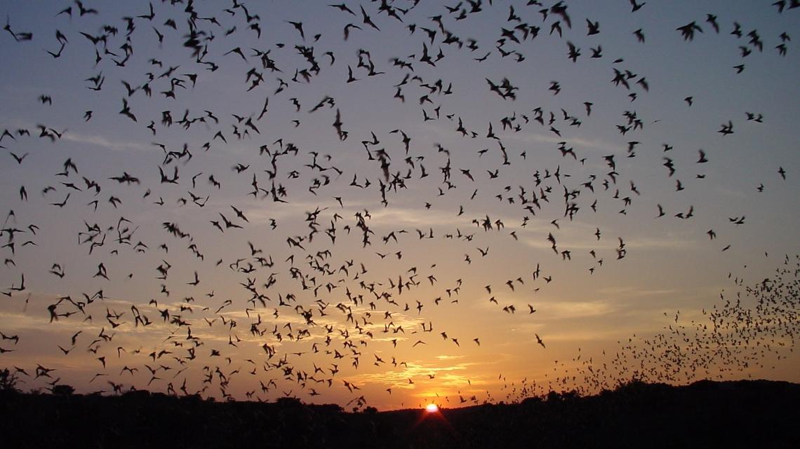 There are as many as 500,000 bats living in Carlsbad Caverns, and the national park is wondering if a recent visitor took mythology a bit too seriously by bringing a wooden stake to the colony’s front door.