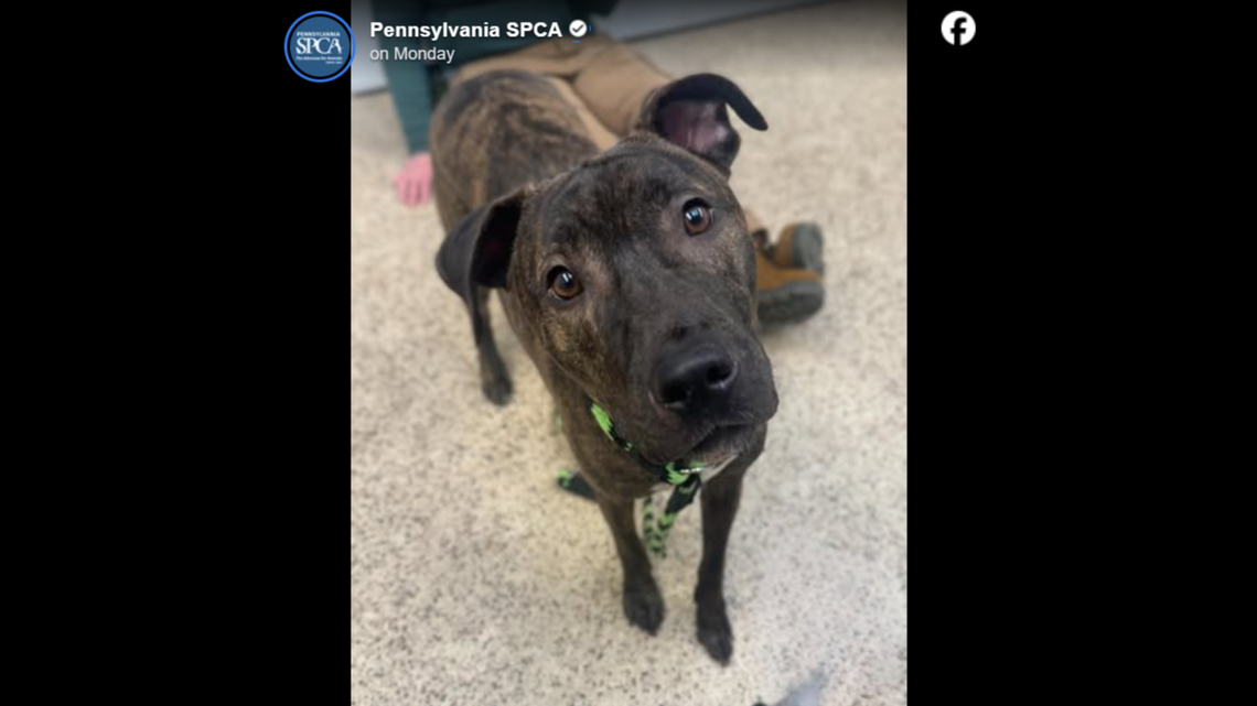 Zuma is ready for a new home.