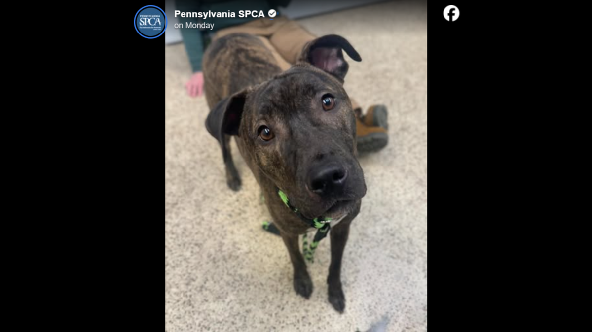 Zuma is ready for a new home.