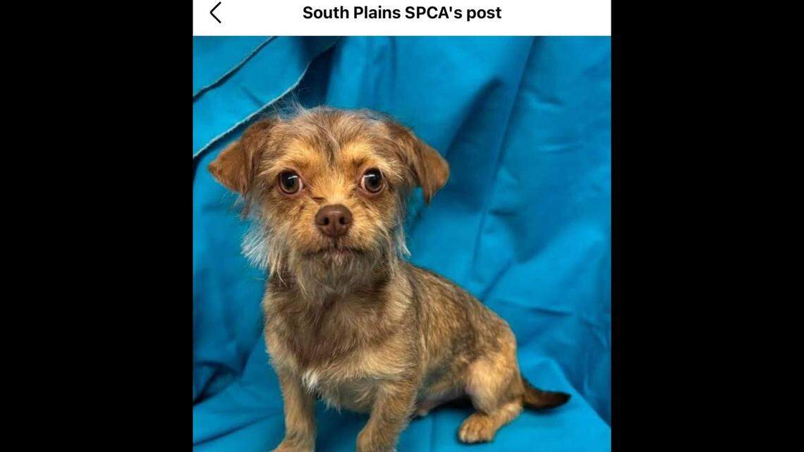 Spunky little Chewie.