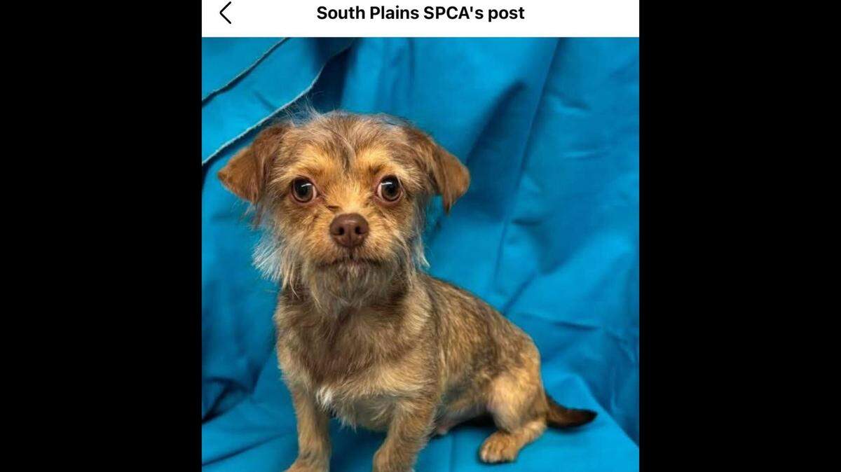 Spunky little Chewie.