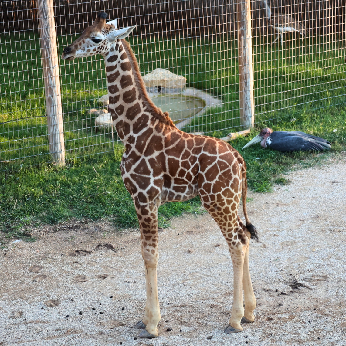 Zahara, a 2-month-old giraffe, died from a broken leg.