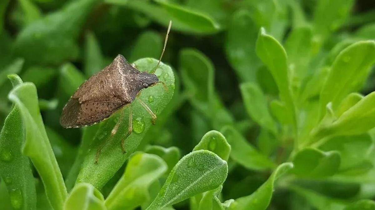 Brown Mamorated stink bug, a very common species in Texas that is known for invading homes and crops.