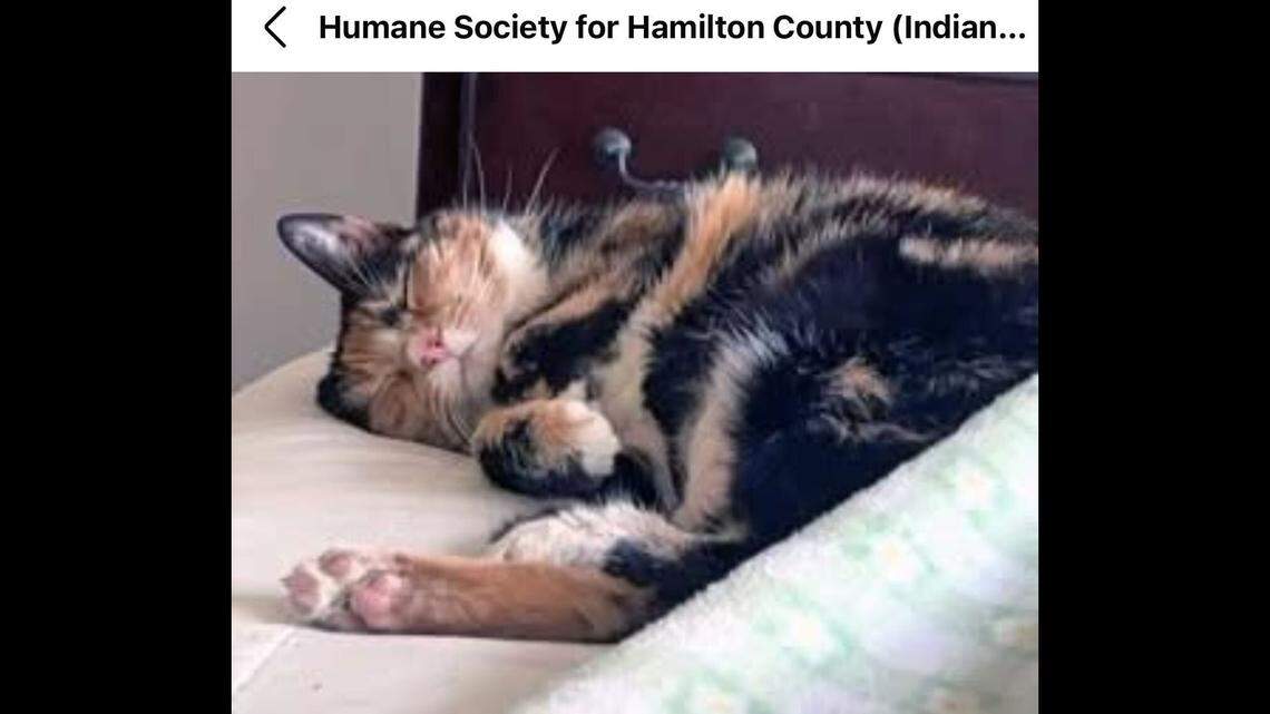 Bentley curled up and sleeping. 