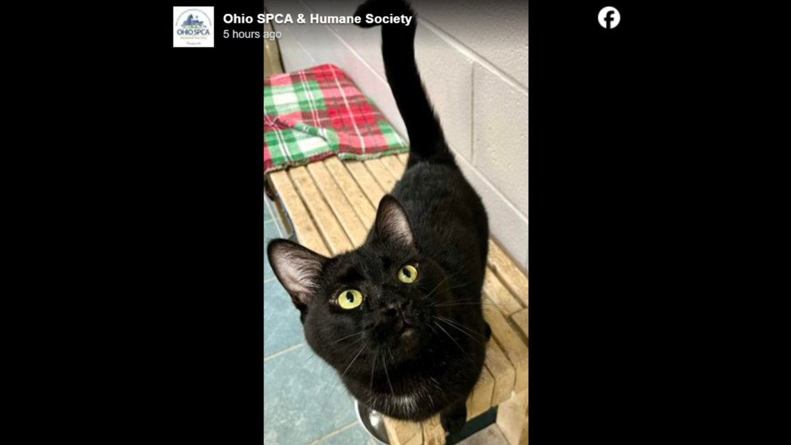 Leviathan can be your second shadow