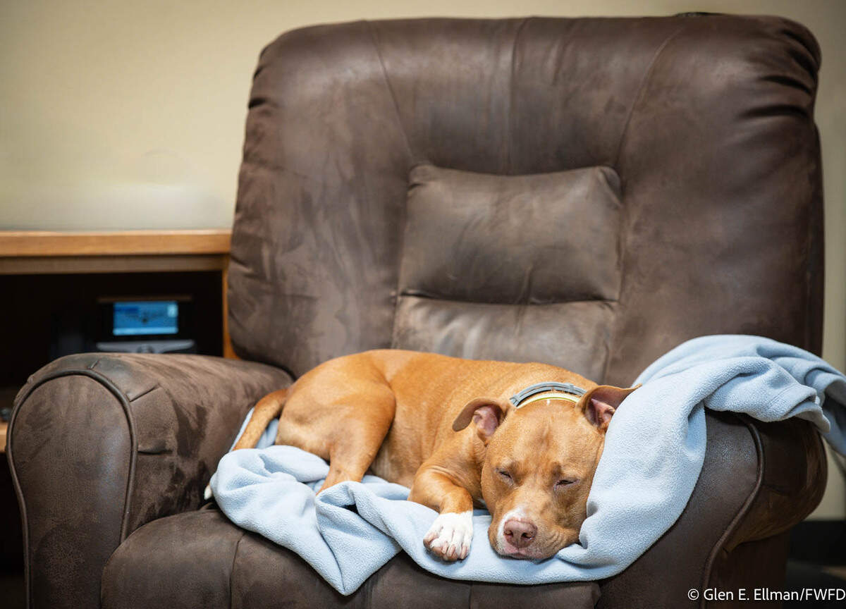 Jake, the pit bull recently adopted by the Fort Worth fire crew at Station 8, has found the perfect recliner to nap in, the firefighters say. Jake’s owner left him outside the station after he could no longer take care of his beloved pet.