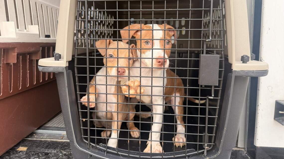 Humane Society brings Mineral Wells shelter pets to Fort Worth as Ross Fire grows