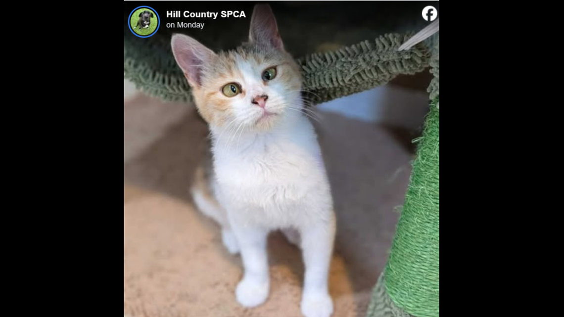 Pepper is close to looking out for her forever home.