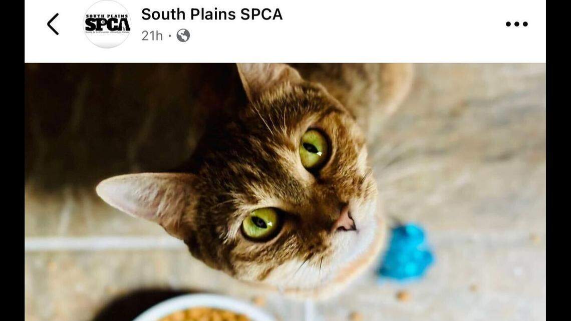 The cat was named after one of the most brilliant people in the world of science.