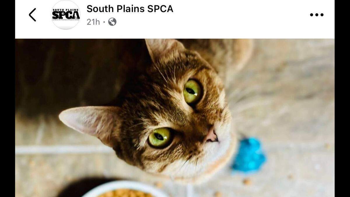 The cat was named after one of the most brilliant people in the world of science.
