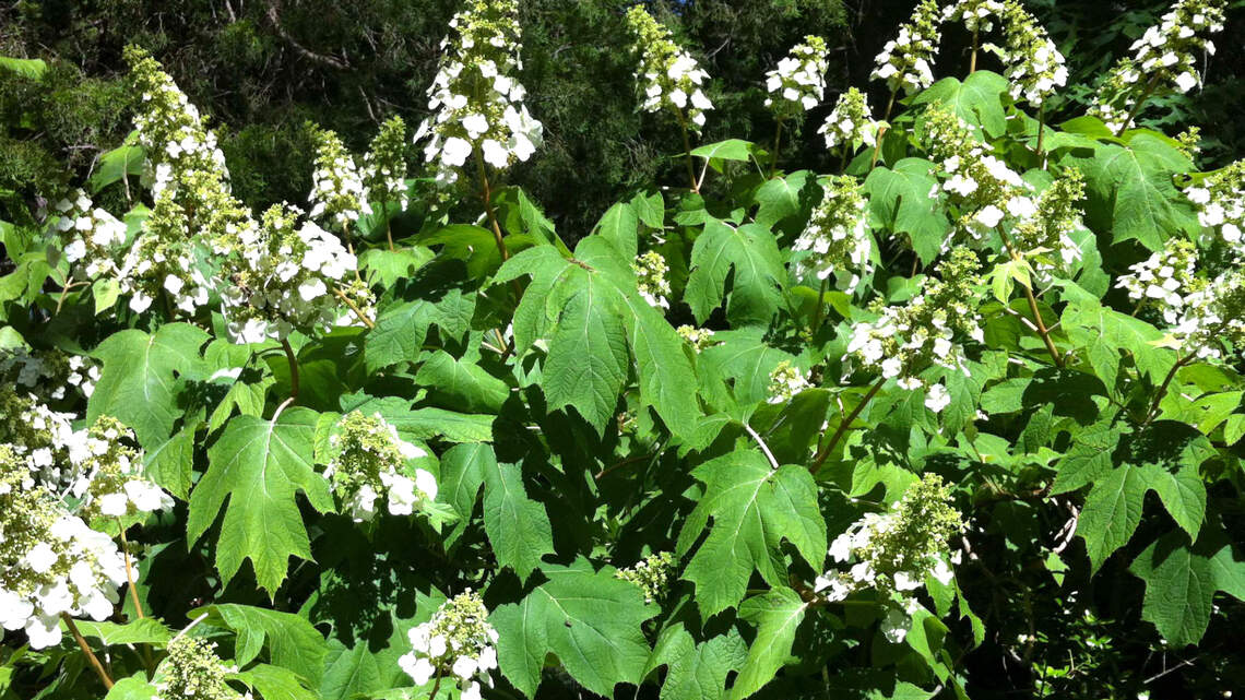 Rains likely to bring unwanted surprises to North Texas yards. Here’s what to expect