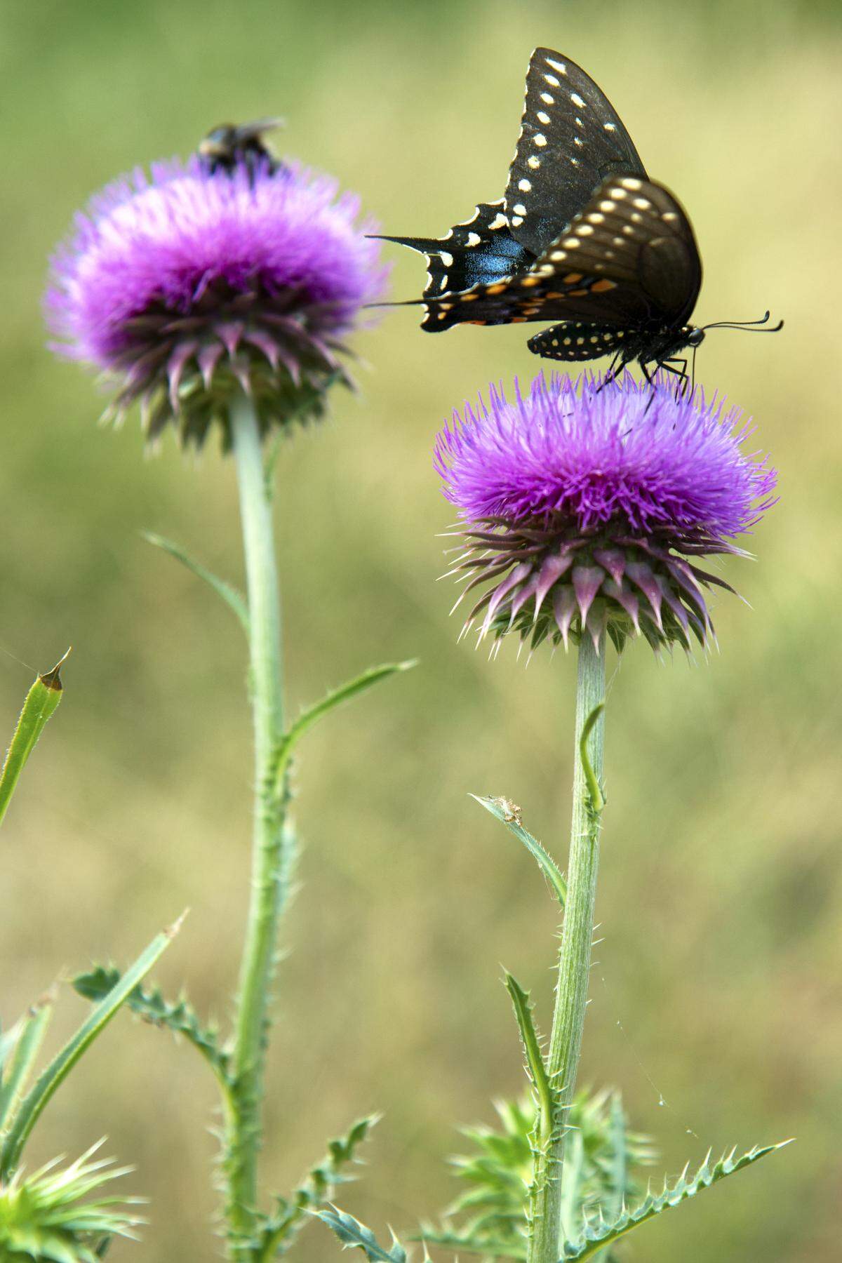 Tall thistles may be attractive to butterflies, but they are not attractive when they’re in your lawn.