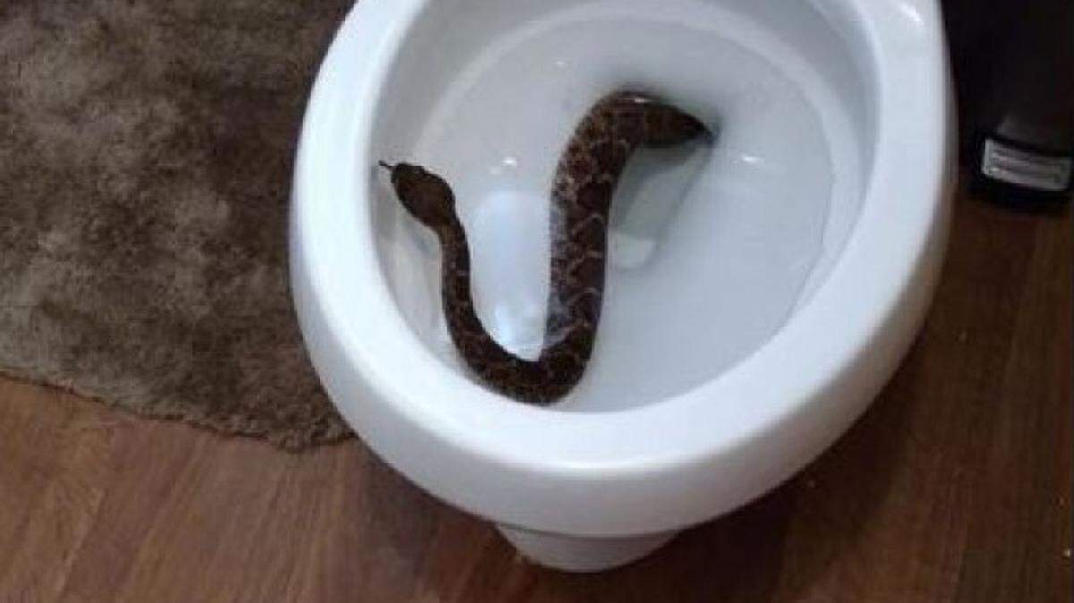 President of the Dallas-Fort Worth Herpetological Society Mark Pyle said finding a snake in a garage, toilet, or under the foundation of an old house is common because those are the places most rodents tend to be.