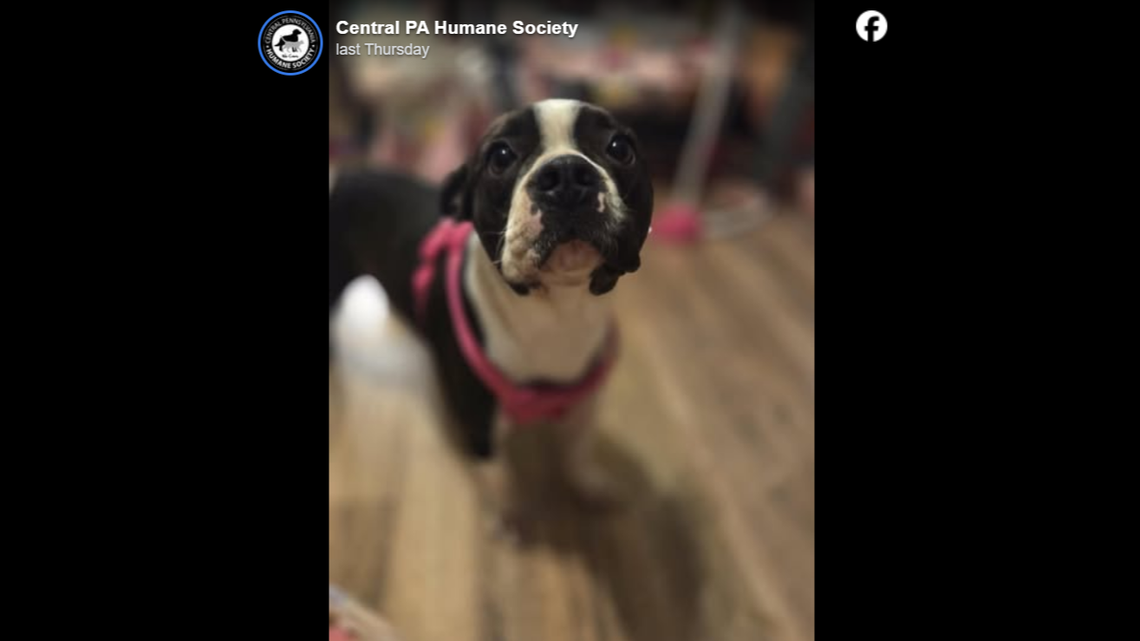 Brenda with her ears back.