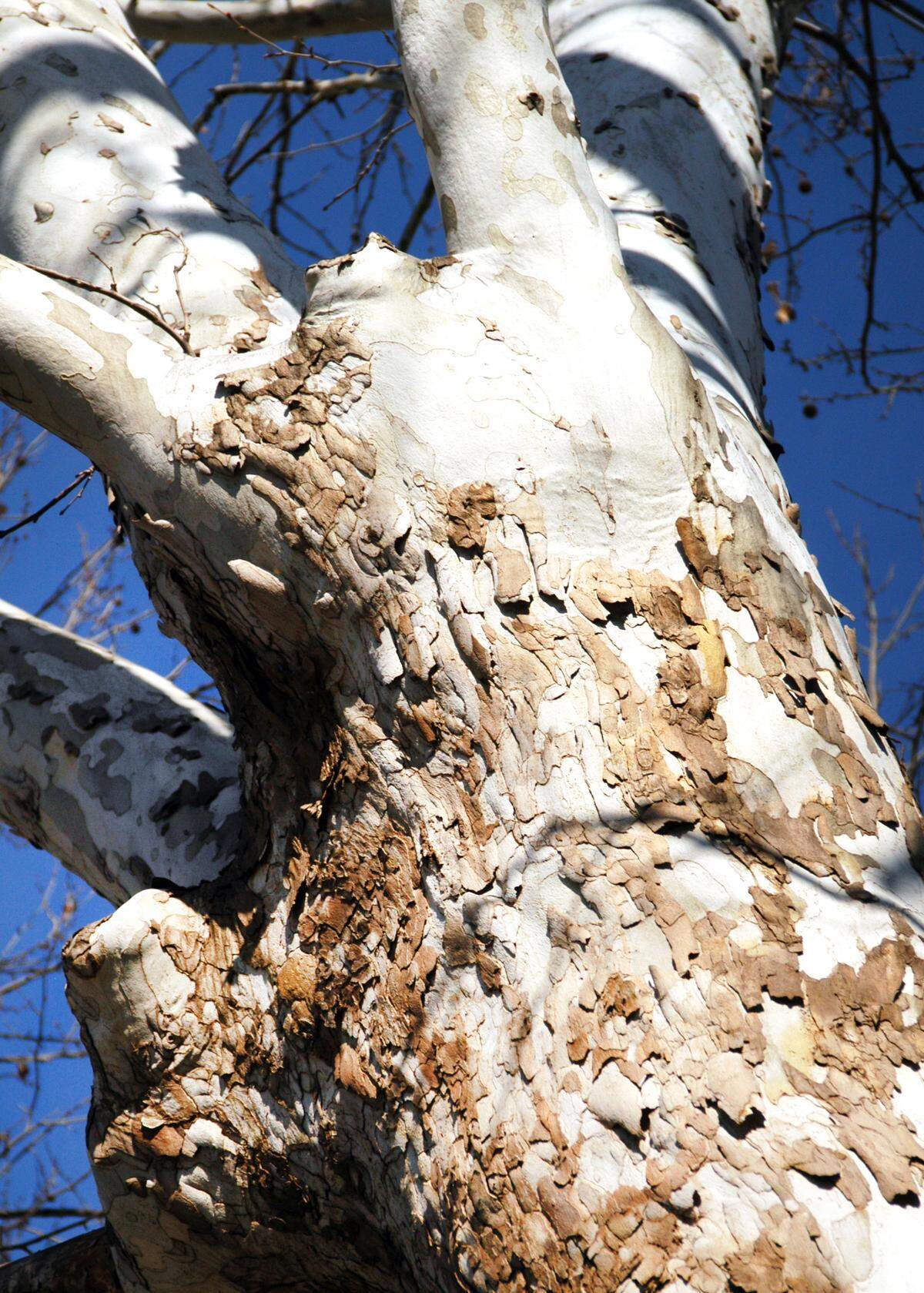 A sycamore trunk against the winter sky.