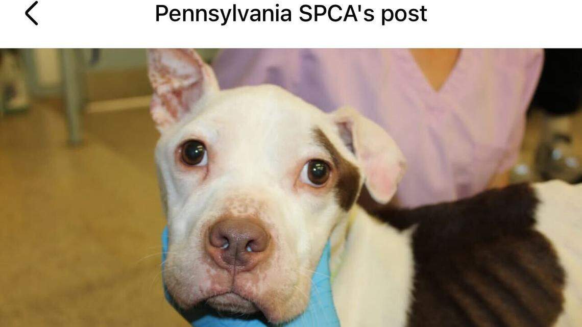 Milo is in good hands at the shelter.