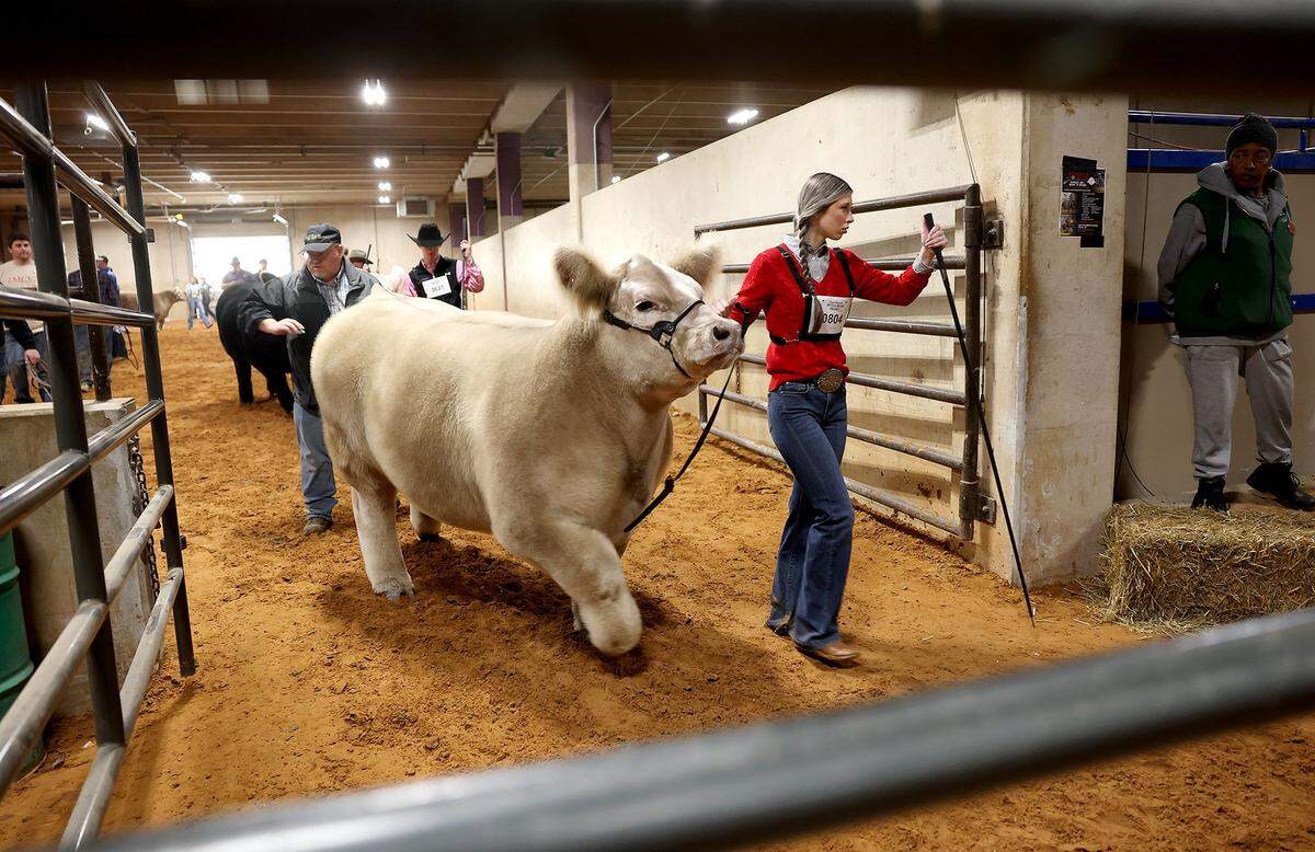 Participants lead their steers into the arena for judging at the Fort Worth Stock Show & Rodeo on Friday, Feb. 6, 2026.