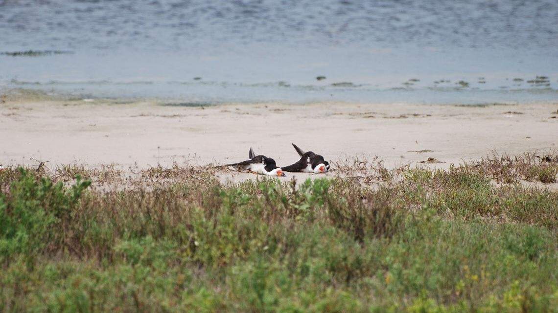 Padre Island National Seashore shared a photo of two black skimmer seabirds on a Texas beach with their bodies pressed against the sand to rest their necks. Photo from Padre Island National Seashore.