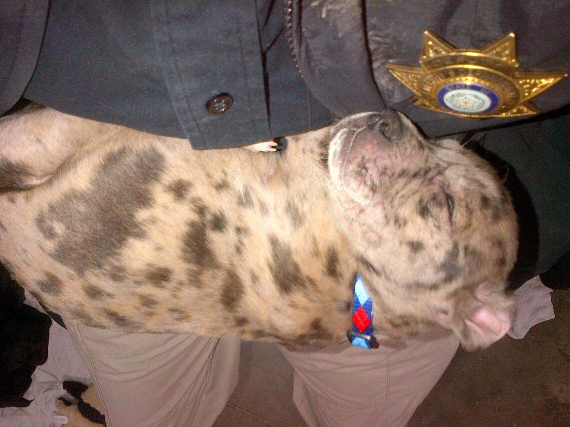 A Tarrant County Sheriff’s deputy holds a sleeping puppy, one of seven found by a labor detail crew picking up trash on Jan. 4.