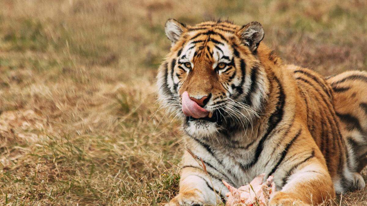 Texas law allows many many exotic animals to be kept as pets as long as they’re properly registered, but there are exceptions.