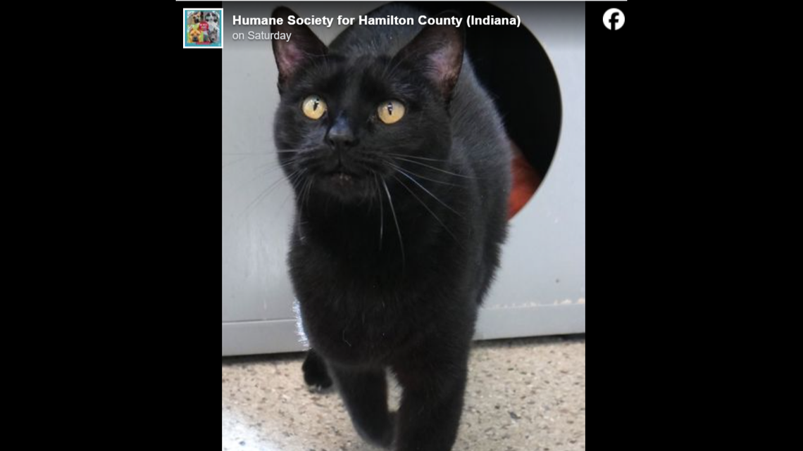 Gigi is an affectionate cat.