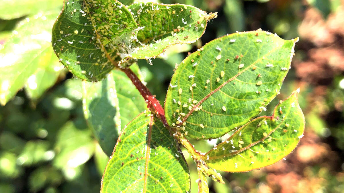 Dozens of tiny white bugs cover green leaves of a crype myrtle.
