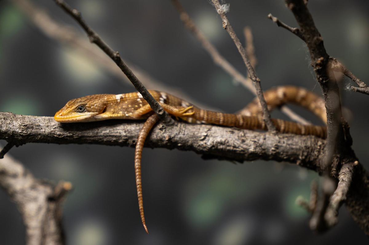 One of the native species of lizards on display in the new reimagined Mountains & Desert exhibit in the Fort Worth Zoo on Thursday.