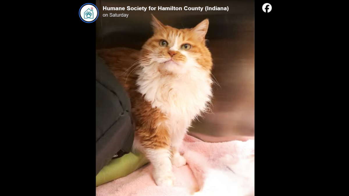 All Ginger Kitty wants is a warm bed and some gentle chin rubs.
