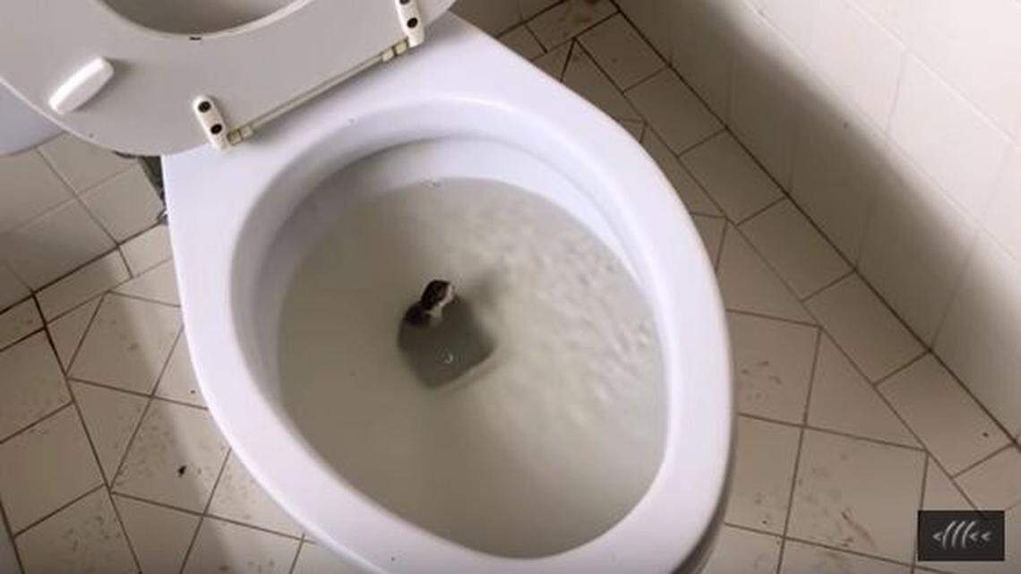 Beware toilet snakes if you're fortunate enough to have a rural ranch away from home.