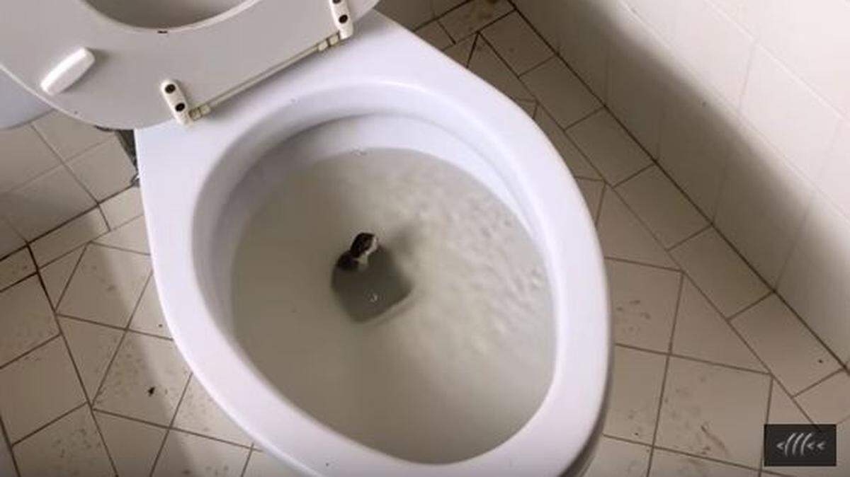 Beware toilet snakes if you're fortunate enough to have a rural ranch away from home.