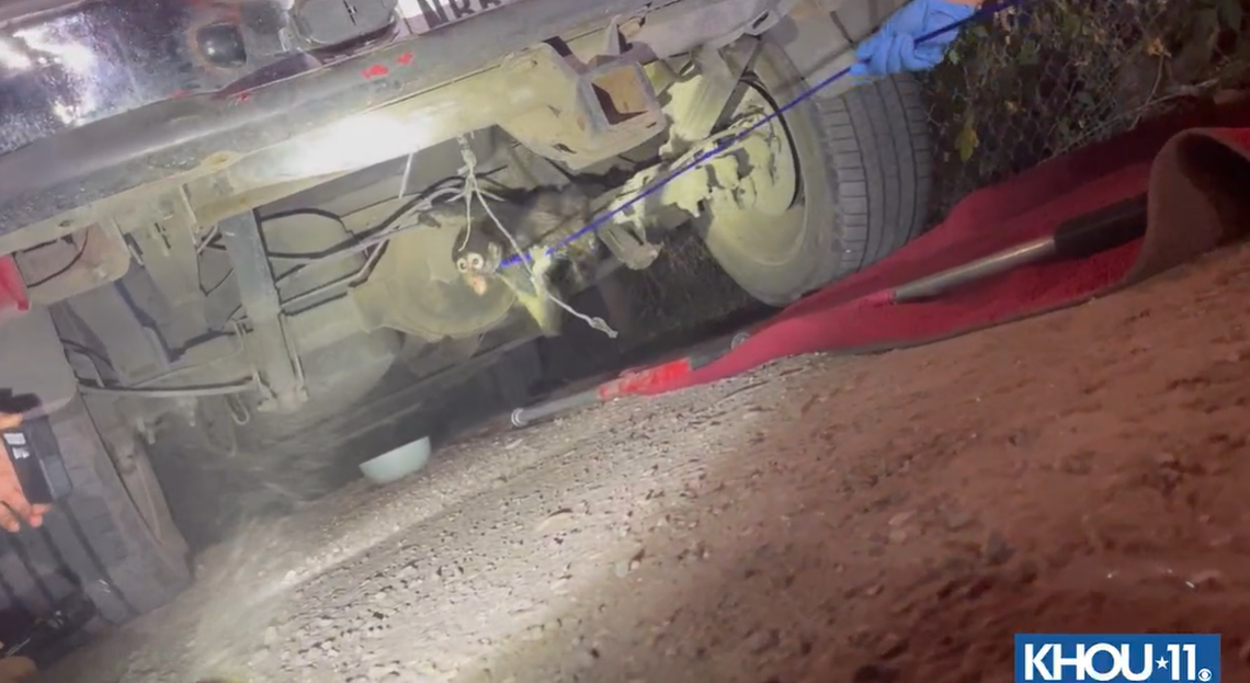 After the monkey was bitten by a dog, it went into hiding under a pickup truck.