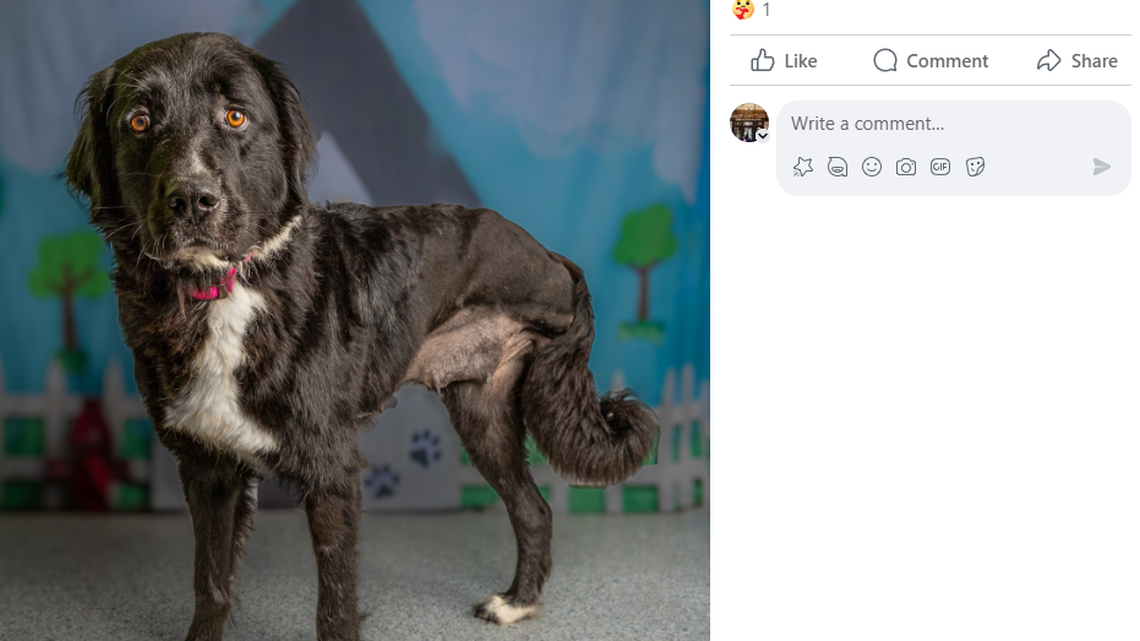 A Great Prynees/Retriever Mix was rescued with a broken leg and taken to a Texas shelter to have her leg amputated. She needs a home. 