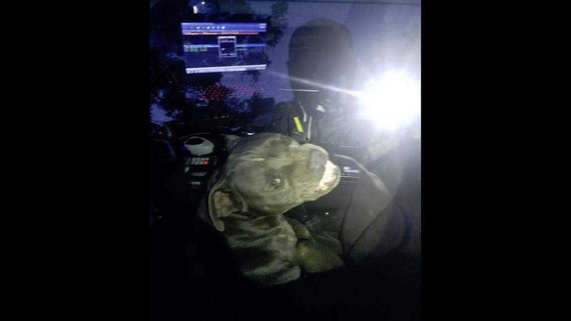 A Kilgore, Texas, officer tried to lure a stray dog, described as a pit bull, into his patrol car, but the dog jumped into the front seat and refused to get out, police say. Then it ate his beef jerky.