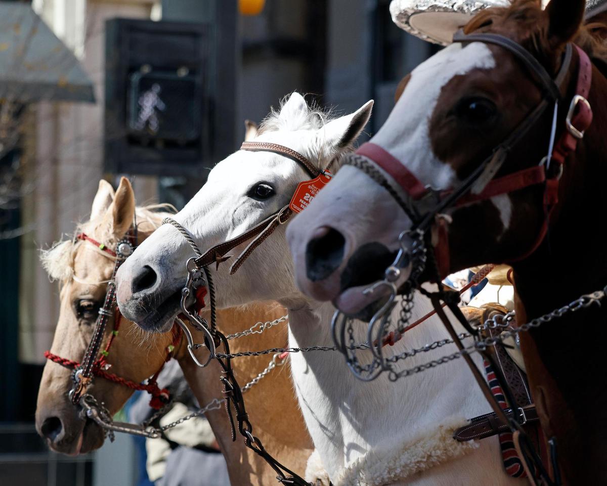 Horses marched in unison during the Fort Worth Stock Show and Rodeo parade in Fort Worth, Texas, Saturday, Jan, 13, 2024. (Special to the Star-Telegram Bob Booth)