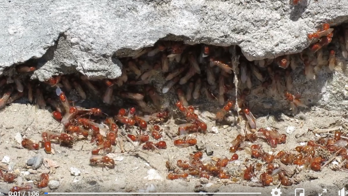 A minute-long video captured this scene, showing ants working their way up the walls.