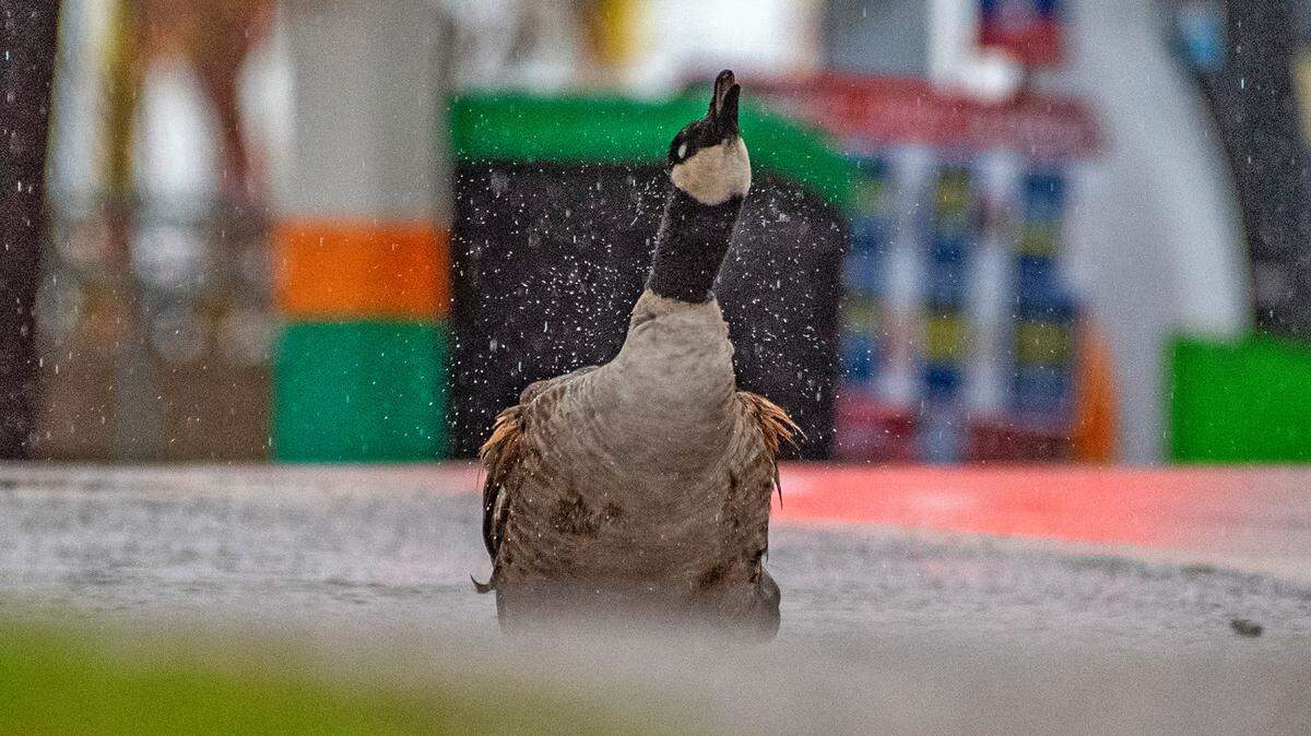 A goose takes a bath at a Granbury, Texas, gas station driveway as rain falls on Christmas Eve Sunday, Dec. 24, 2023. Be aware that this storm can arrive as early as later this morning, and it will linger through most of the day, increasing the threat for flooding across the region, according to the NWS.