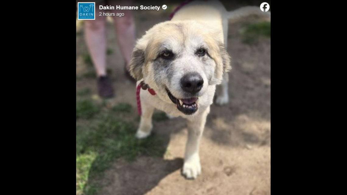 Hera is known as a big fluff ball who weighs 112 pounds.