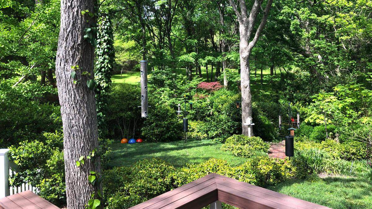 Grass under a shade tree. 