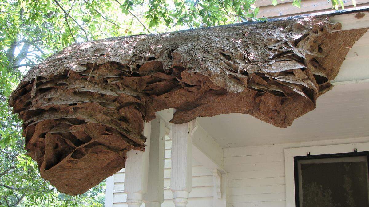 In a photo provided by entomologist Charles Ray, a “super nest” housing thousands of wasps in Chilton County, Ala., July 19, 2006.
