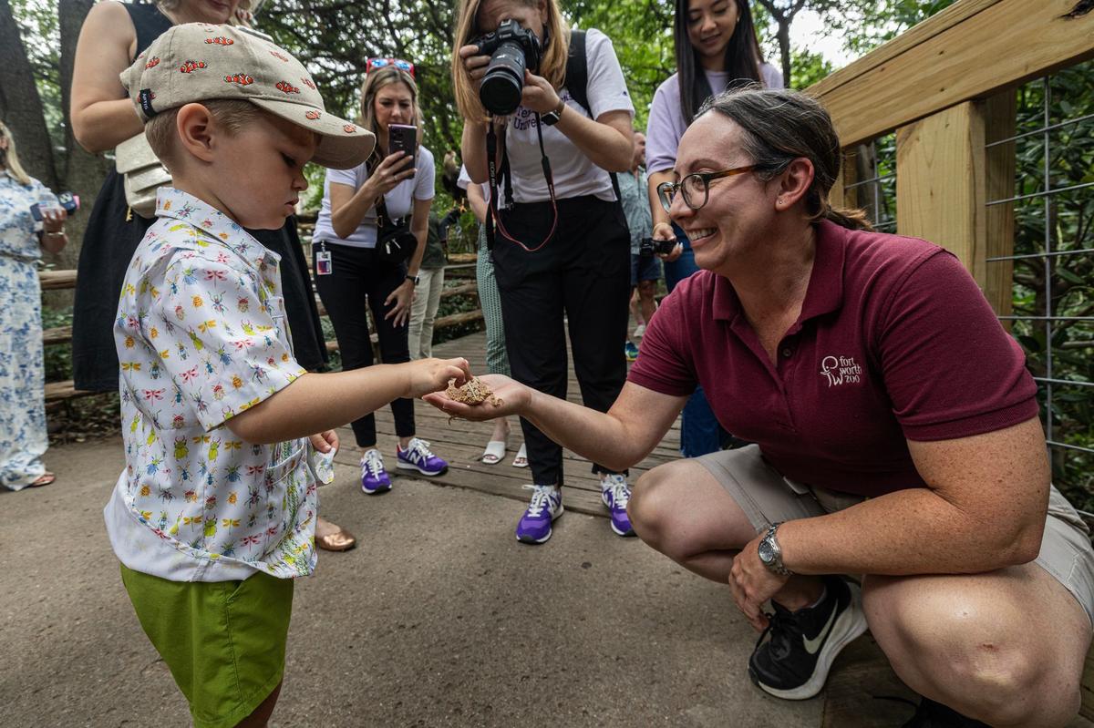 Danny Miles, 3, touches a Texas Horned Lizard held by Robyn Doege, an assistant curator for aquatic ectotherms, during a media event for the grand reopening of the reimagined Mountains & Desert exhibit in the Fort Worth Zoo on Thursday.