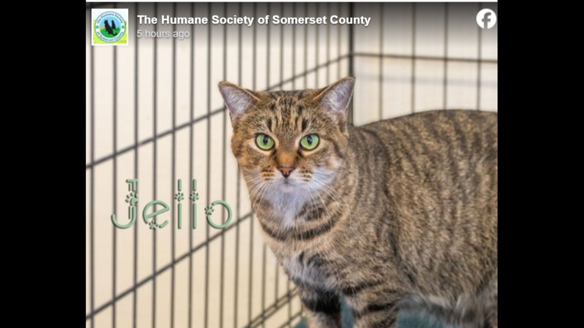 Jello has been at the shelter for over two years.