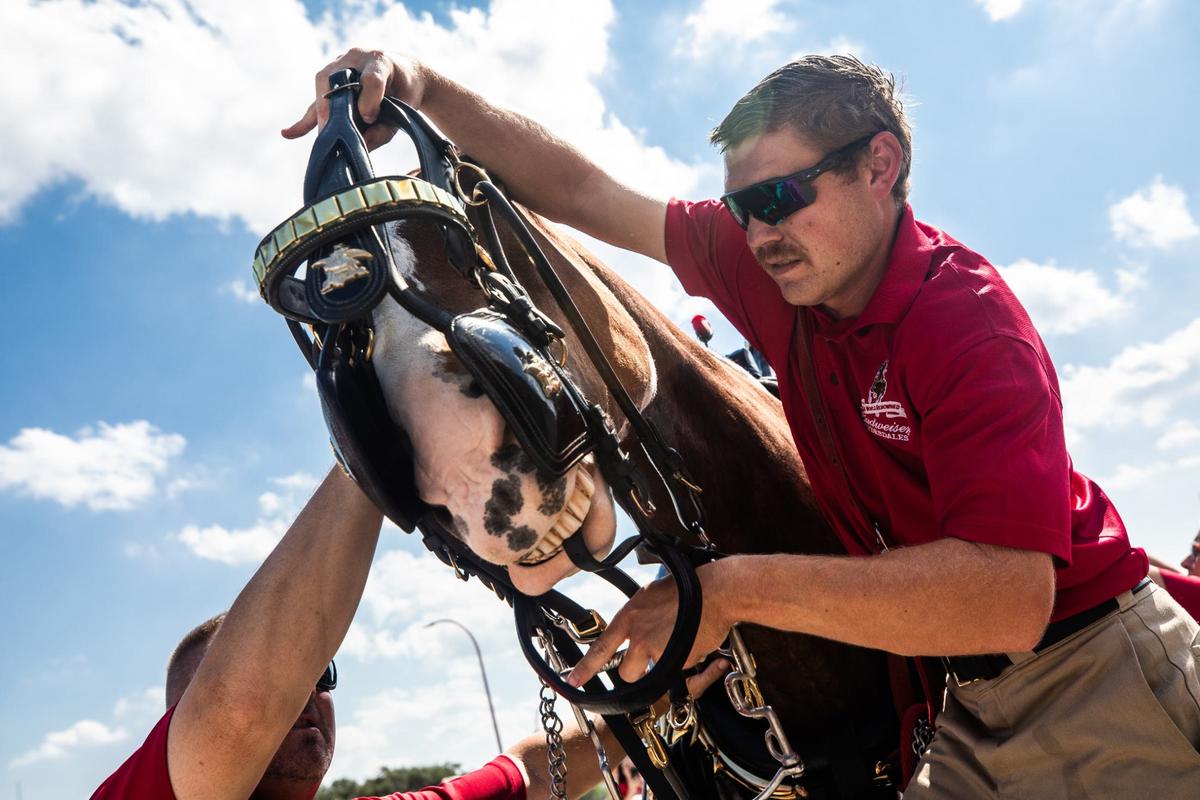 Budweiser Clydesdale handlers place a harness on bud the Clydesdale on Friday, July 12 at the Fort Worth Stockyards. The harnesses are hand made and weigh around 70 to 75 pounds.