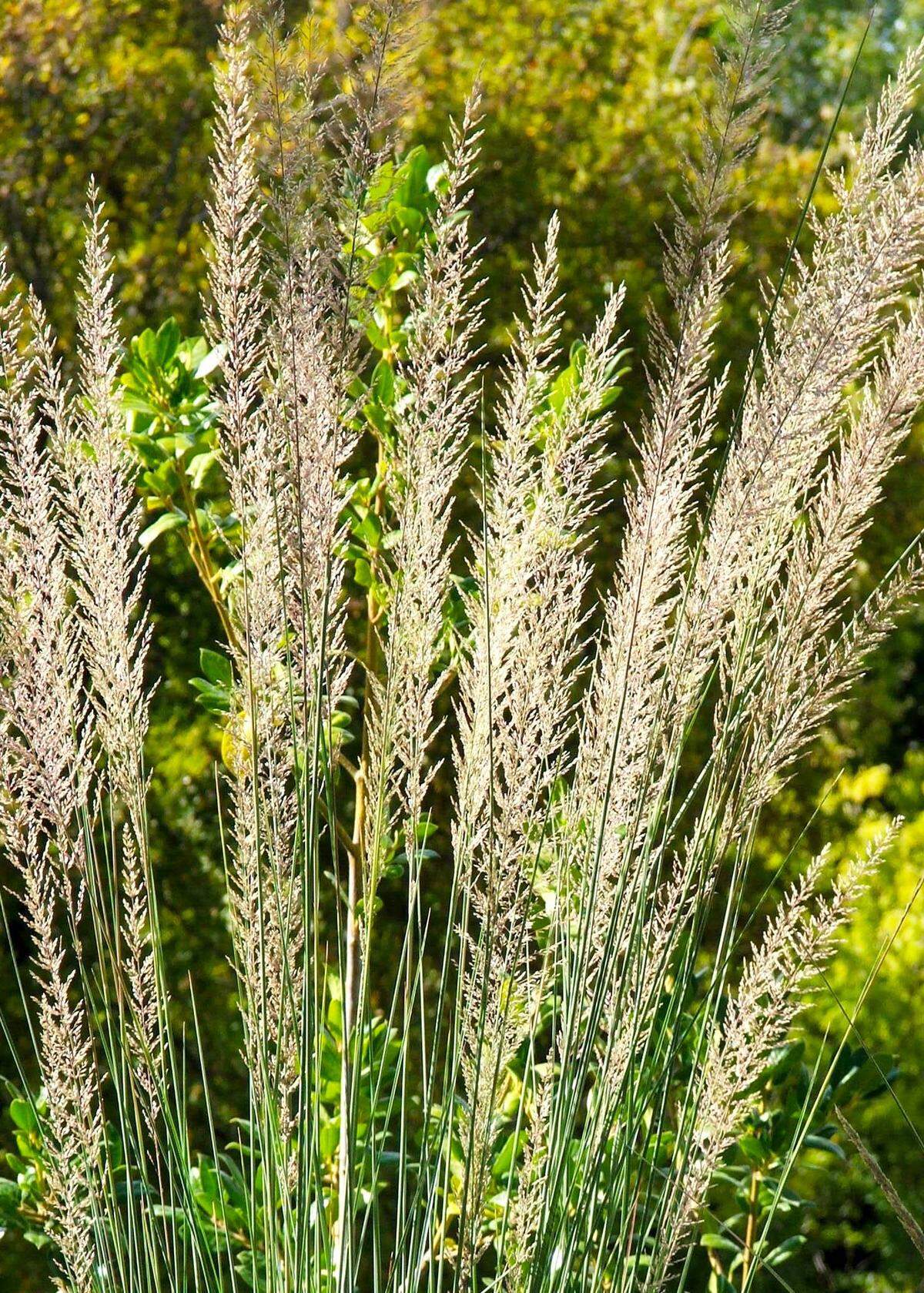Lindheimer muhly seed heads.