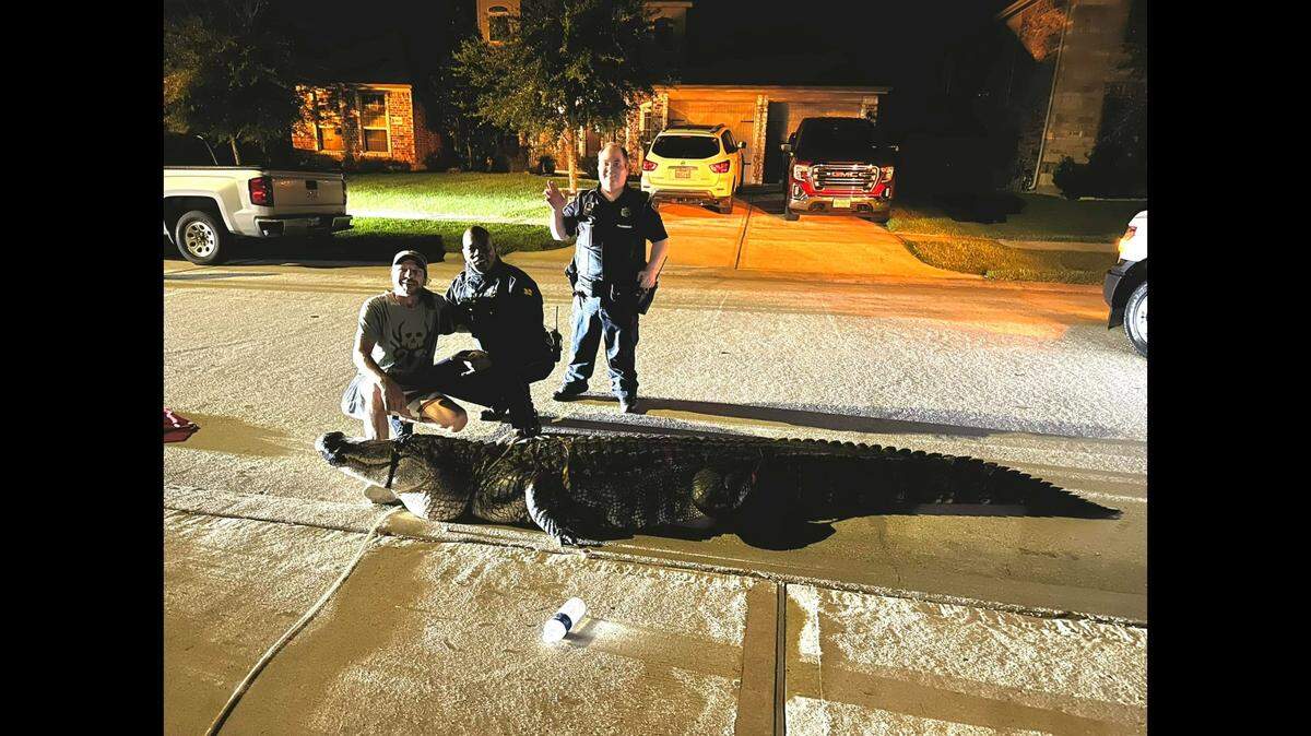 A 12-foot alligator was spotted in a neighborhood in Atascocita, Texas, and wrangled by authorities.